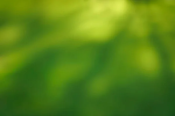 牧草地で美しい生態系の自然景観を閉じます 抽象的な緑の芝生の背景 日没の光 明るい平和な自然景観 青い木々と太陽の光 夢のような葉 春の夏の景色 — ストック写真