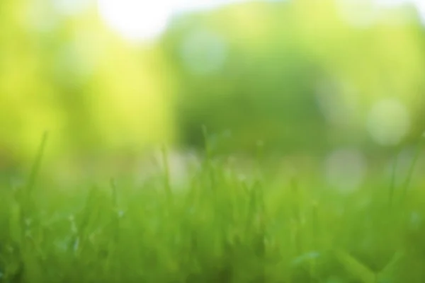Размытое Изображение Зеленое Травяное Поле Фоне Природы Боке Концепция Весна — стоковое фото