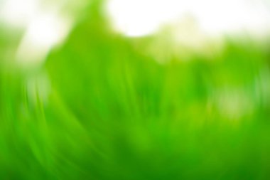 Bokeh arka planlı doğa yeşili çimenler. Taze yapraklar, yeşil çayır ve arka planda bulanıklık olan park