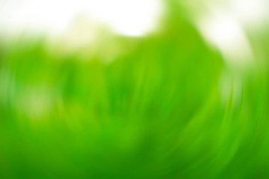 Bokeh arka planlı doğa yeşili çimenler. Taze yapraklar, yeşil çayır ve arka planda bulanıklık olan park