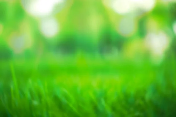 Natuur Groen Gras Met Bokeh Achtergrond Park Met Verse Bladeren — Stockfoto