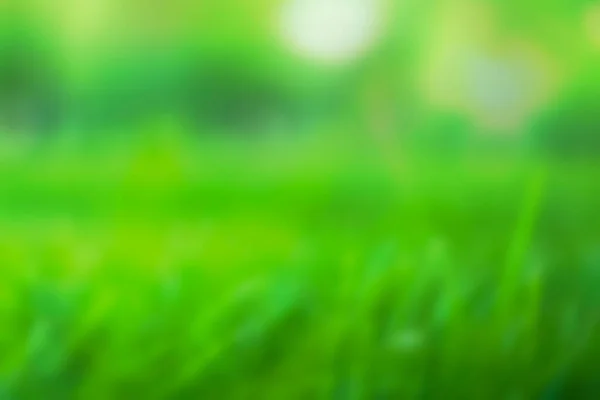 Nature Green Grass Bokeh Background Park Fresh Leaves Green Meadow — Stock Photo, Image