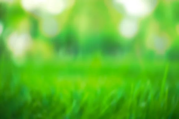 Naturaleza Hierba Verde Con Fondo Bokeh Parque Con Hojas Frescas — Foto de Stock