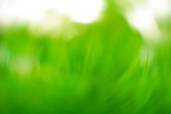 Природа Зеленая Трава Фоне Боке Парк Свежими Листьями Зеленый Луг — стоковое фото