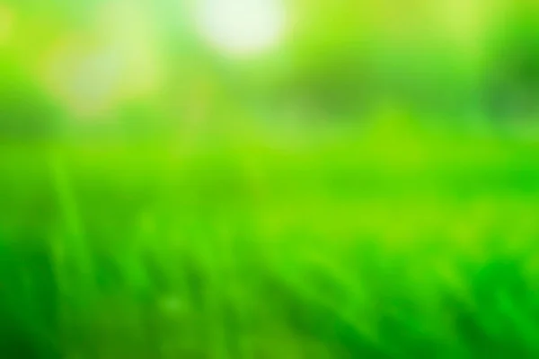 Natur Grünes Gras Mit Bokeh Hintergrund Park Mit Frischem Laub — Stockfoto