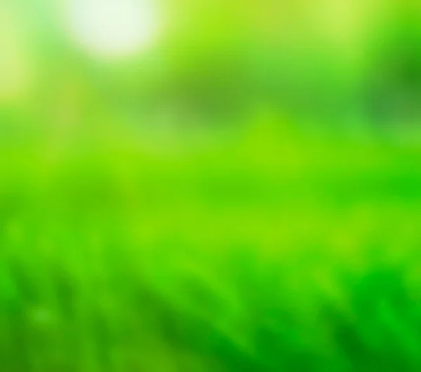 Nature Green Grass Bokeh Background Park Fresh Leaves Green Meadow — Stock Photo, Image