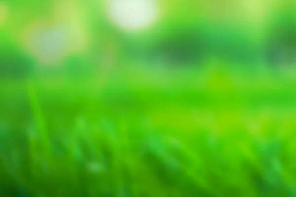 Nature Green Grass Bokeh Background Park Fresh Leaves Green Meadow — Stock Photo, Image