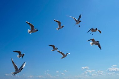  Martılar yazın gökyüzünde uçuyor.