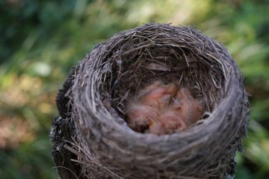 Bir ağaç dalındaki yuvadaki yavru kuşlar ilkbaharda güneş ışığında yakınlaşırlar. Yuvada yuva yapan kuş 