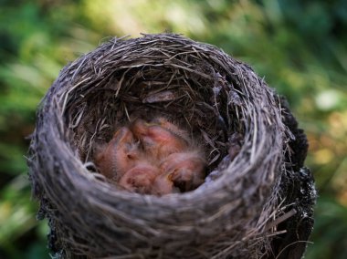 Bir ağaç dalındaki yuvadaki yavru kuşlar ilkbaharda güneş ışığında yakınlaşırlar. Yuvada yuva yapan kuş 
