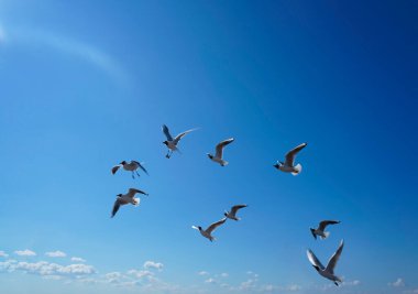  Martılar yazın gökyüzünde uçuyor.