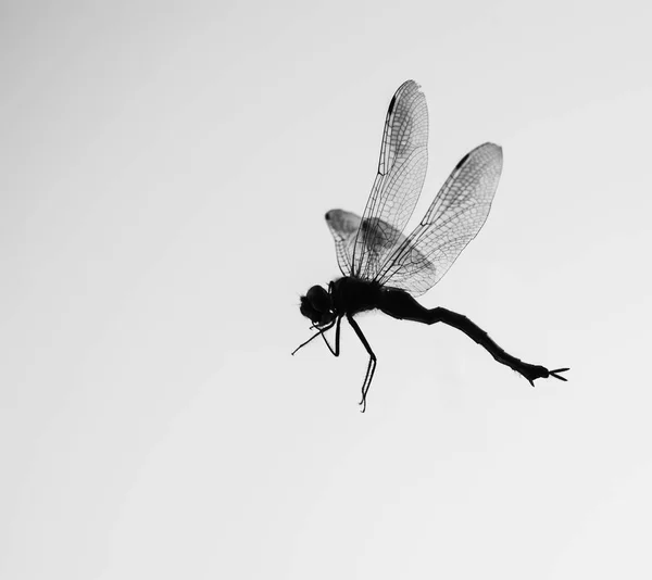 Libélula Voando Isolado Fundo Branco — Fotografia de Stock