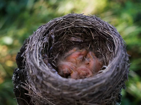 Småfåglar Ett Trädgren Nära Håll Våren Solljus Nestling Fågel Boet — Stockfoto