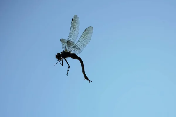 Libélula Volando Sobre Fondo Azul Del Cielo —  Fotos de Stock