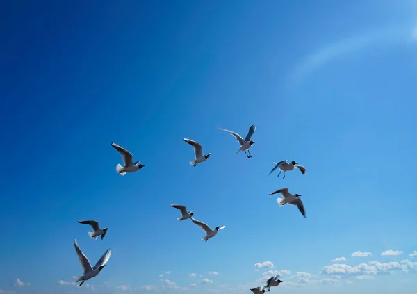 Gaviotas Volando Cielo Verano — Foto de Stock