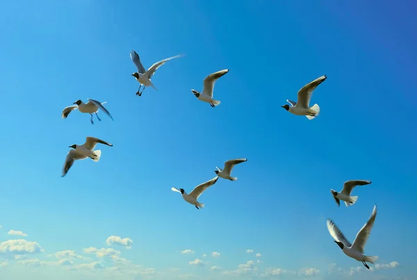 Möwen Fliegen Sommer Himmel — Stockfoto