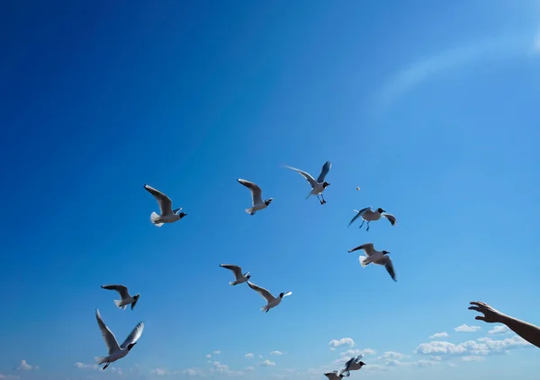 Meeuwen Vliegen Zomer Lucht — Stockfoto