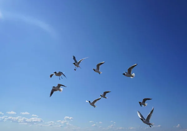 Gaviotas Volando Cielo Verano — Foto de Stock