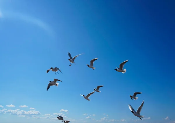 Gaviotas Volando Cielo Verano — Foto de Stock