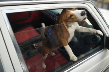 hunting dog in the closed car looks out of the window. side view. Closeup image. clipart