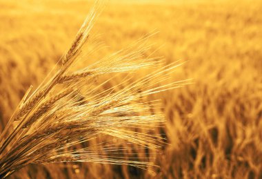 Buğday tarlasında altın gün batımı. Buğday kulaklarını kapat. 