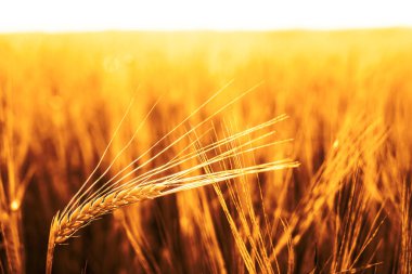 Buğday tarlasında altın gün batımı. Buğday kulaklarını kapat. 