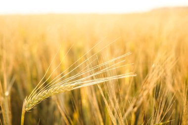 Buğday tarlasında altın gün batımı. Buğday kulaklarını kapat. 