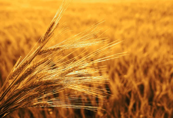 Puesta Sol Dorada Sobre Campo Trigo Cierre Espigas Trigo —  Fotos de Stock