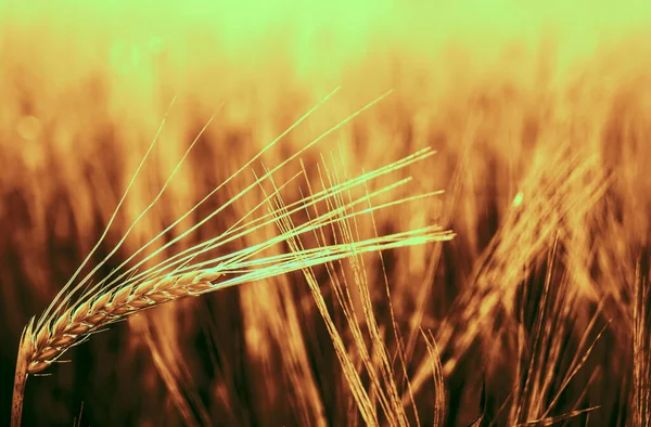 Puesta Sol Dorada Sobre Campo Trigo Cierre Espigas Trigo —  Fotos de Stock