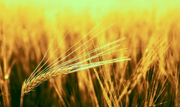 Puesta Sol Dorada Sobre Campo Trigo Cierre Espigas Trigo —  Fotos de Stock