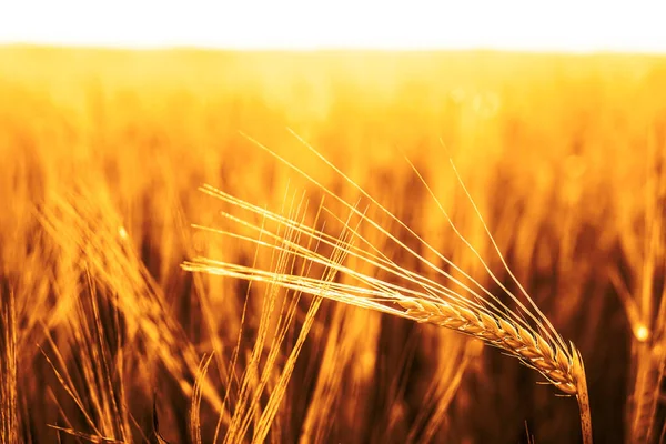 Goldener Sonnenuntergang Über Dem Weizenfeld Großaufnahme Von Weizenähren — Stockfoto