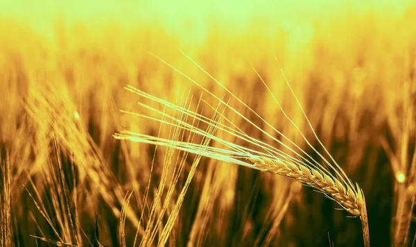 Golden Sunset Wheat Field Close Wheat Ears — Stock Photo, Image