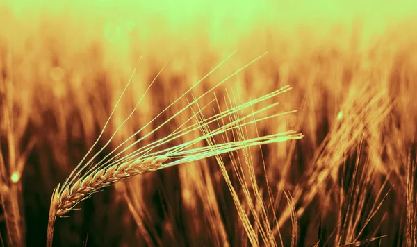 Puesta Sol Dorada Sobre Campo Trigo Cierre Espigas Trigo —  Fotos de Stock