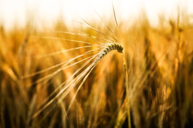 Buğday tarlasında altın gün batımı. Buğday kulaklarını kapat. 