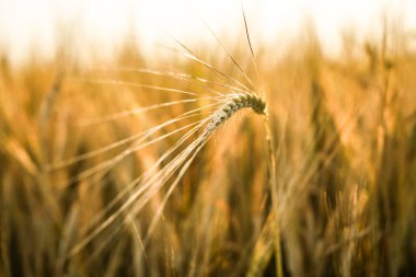 Buğday tarlasında altın gün batımı. Buğday kulaklarını kapat. 