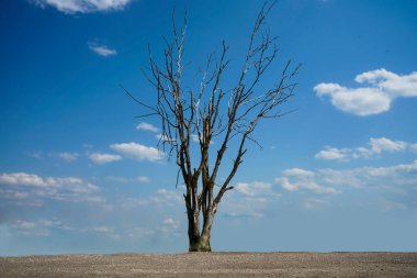 Bulutlu gökyüzü ile kuru ağaç. Mavi gökyüzüne karşı kurumuş ağaç