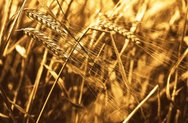 Buğday tarlasında altın gün batımı. Buğday kulaklarını kapat. 