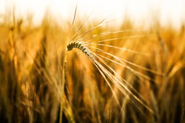 Buğday tarlasında altın gün batımı. Buğday kulaklarını kapat. 