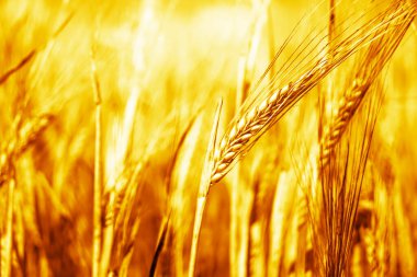 Buğday tarlasında altın gün batımı. Buğday kulaklarını kapat. 