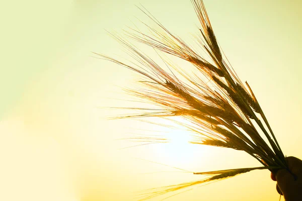 Espigas Trigo Amarillo Día Verano Fondo Del Cielo Dorado Primer —  Fotos de Stock