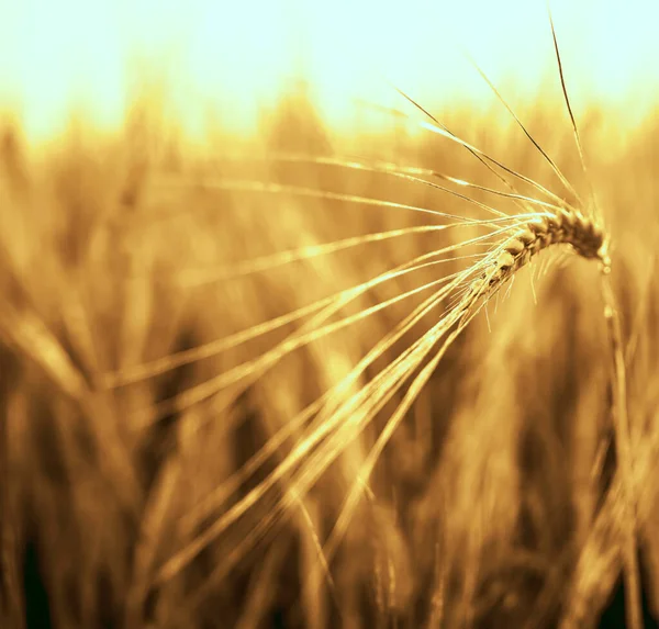 Puesta Sol Dorada Sobre Campo Trigo Cierre Espigas Trigo —  Fotos de Stock