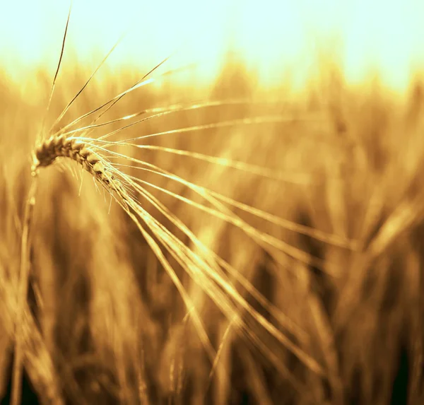 Puesta Sol Dorada Sobre Campo Trigo Cierre Espigas Trigo —  Fotos de Stock