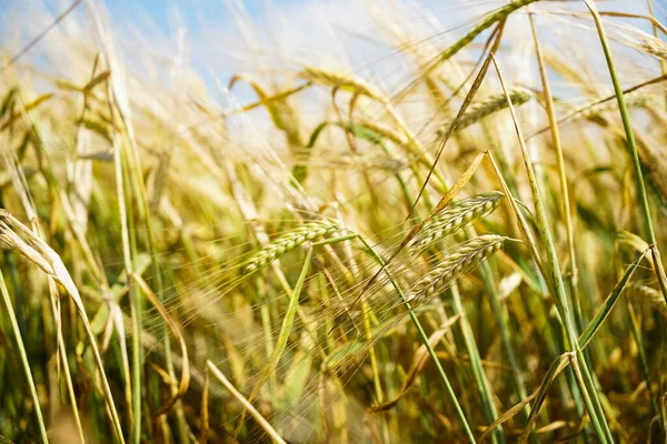 Золотий Захід Сонця Над Пшеничним Полем Крупним Планом Пшеничні Вуха — стокове фото