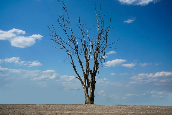 Dry Tree Cloudy Sky Dried Tree Blue Sky — Stockfoto