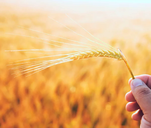 Чоловіча Рука Тримає Один Золотий Шип Пшениці Фон Жовтого Пшеничного — стокове фото