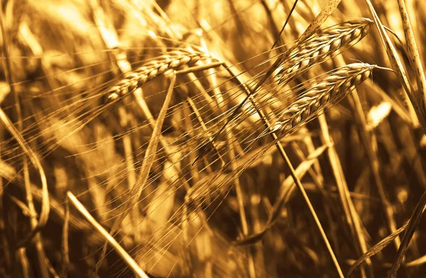 Puesta Sol Dorada Sobre Campo Trigo Cierre Espigas Trigo —  Fotos de Stock