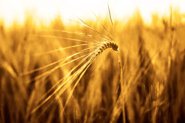 Golden Sunset Wheat Field Close Wheat Ears — Stock Photo, Image