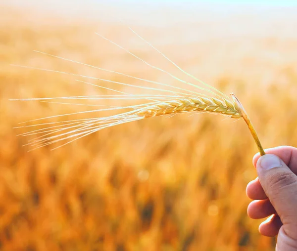 Чоловіча Рука Тримає Один Золотий Шип Пшениці Фон Жовтого Пшеничного — стокове фото