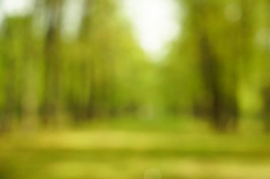 Parktaki bulanık, doğal ve aydınlık arka plan. Arka plan kullanımı için Bokeh ile birlikte gündüz vakti bahçenin soyut bulanık görüntüsü. Bokeh ışığı soyut arkaplan