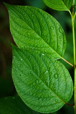 Yeşil yapraklar üzerinde damlacık suyu. iki yeşil yaprak. Doğa geçmişi. Yağmurlu hava.